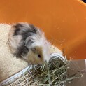 テディモルモット 2歳6ヶ月 男の子です。