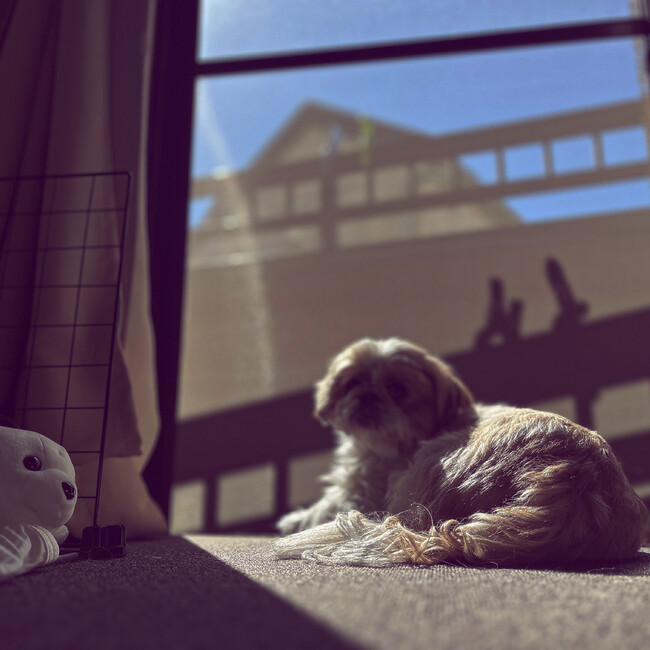 もこもこのすけのカバー写真