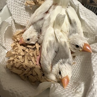 白文鳥のヒナの里親募集です