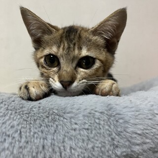 おっとりマイペースな女の子♡生後3ヶ月