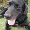ラブラドール　黒　ノワール君5歳位　