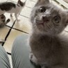 ふわふわの優しいグレーの男の子 サムネイル2