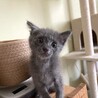ふわふわの優しいグレーの男の子 サムネイル3