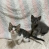 ふわふわの優しいグレーの男の子 サムネイル5