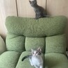 ふわふわの優しいグレーの男の子 サムネイル6