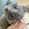 ふわふわの優しいグレーの男の子 サムネイル7