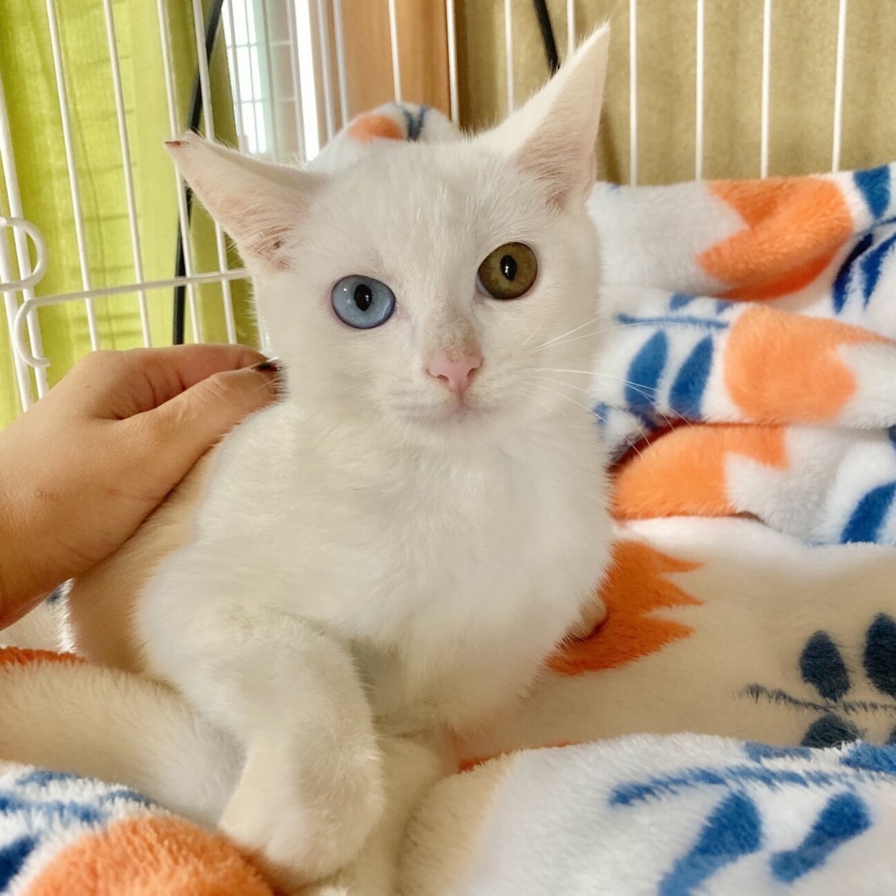 キレイな瞳 オッドアイ 」東京都 - 猫の里親募集(501579) 1枚目の