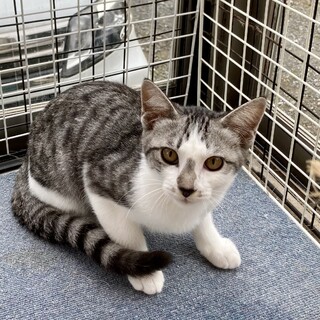 穏やかで甘え上手　イケメンサバ白　ぎんた君　