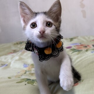 可愛すぎてごめんなさい♪キジ白　あらくん