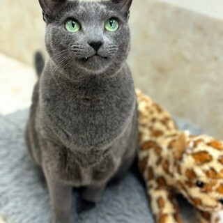 ビッグなボディ！甘えん坊のトムくん♡