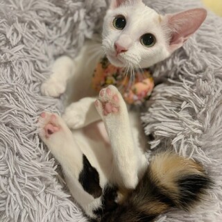 人懐っこい♡くりっとお目目の♡ぼたんちゃん