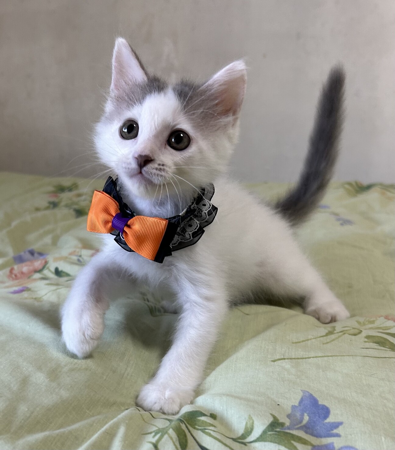 こねこ屋様♡ありがとうございます♡ こねこ屋様♡ありがとうございます♡ （齋木宗幸ブリーダー