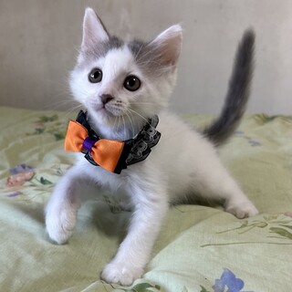 可愛すぎてごめんなさい♪半長毛グレー白　たまくん