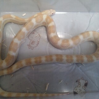 【里親見つかりました】コーンスネーク(バター)