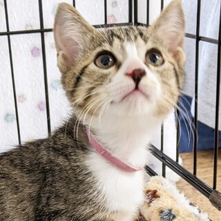 募集停止可愛いお顔の人気柄キジ白女子❤️ココ