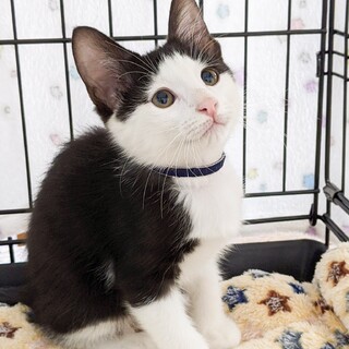 甘えん坊白黒ハチワレ男子⭐️シン