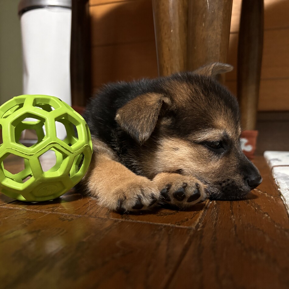 プンのカバー写真