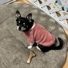 チワワ　約10歳・メス サムネイル3