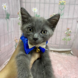 甘々３兄妹♫ロシアンブルー風のグレー美猫 あんこ君