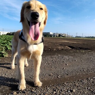 1歳の男の子（去勢済）　甘えゴールデン