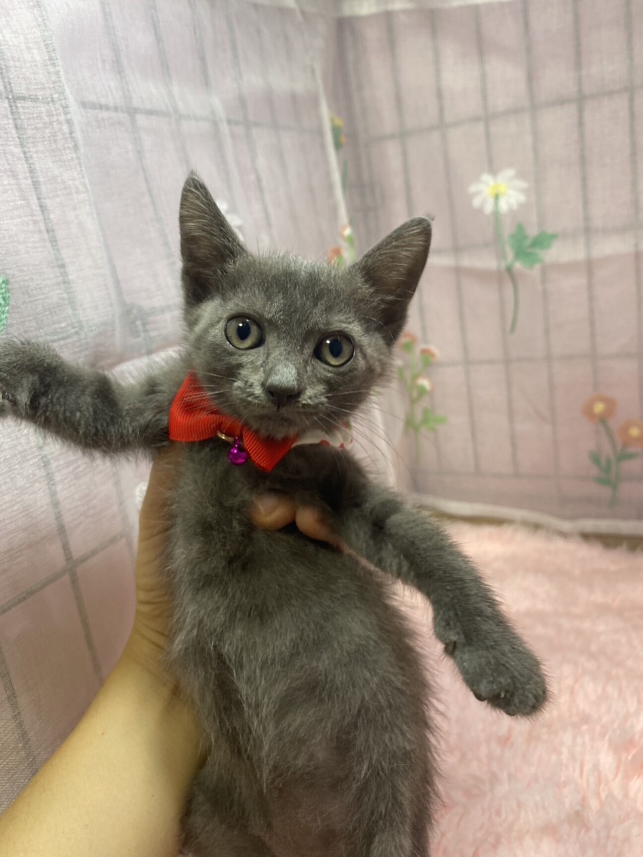 甘々３兄妹♫ロシアンブルー風のグレー きなこちゃん サムネイル1