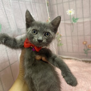 甘々３兄妹♫ロシアンブルー風のグレー きなこちゃん