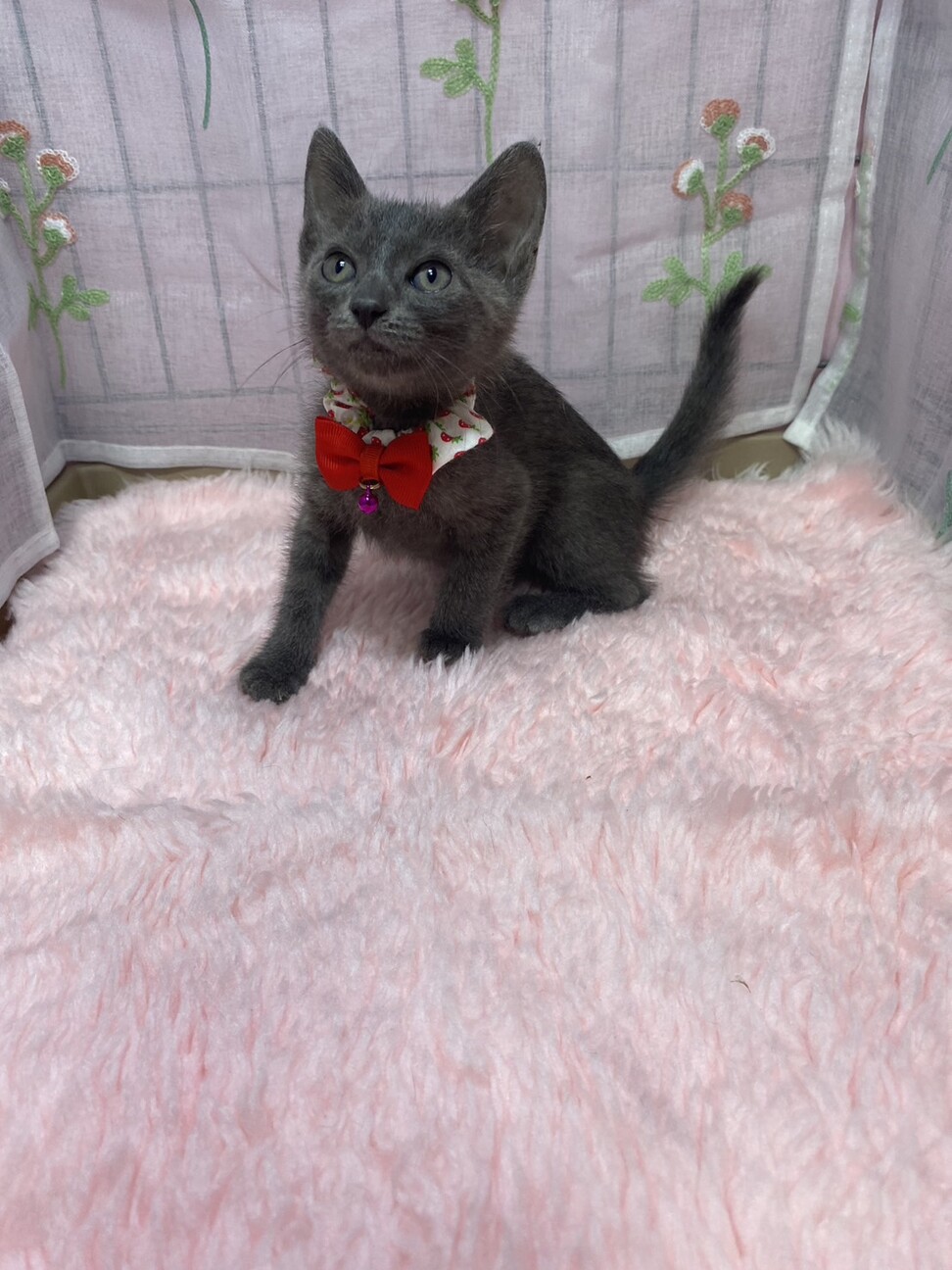 甘々３兄妹♫ロシアンブルー風のグレー きなこちゃん サムネイル2