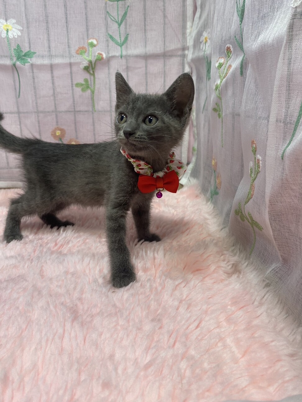 甘々３兄妹♫ロシアンブルー風のグレー きなこちゃん サムネイル3