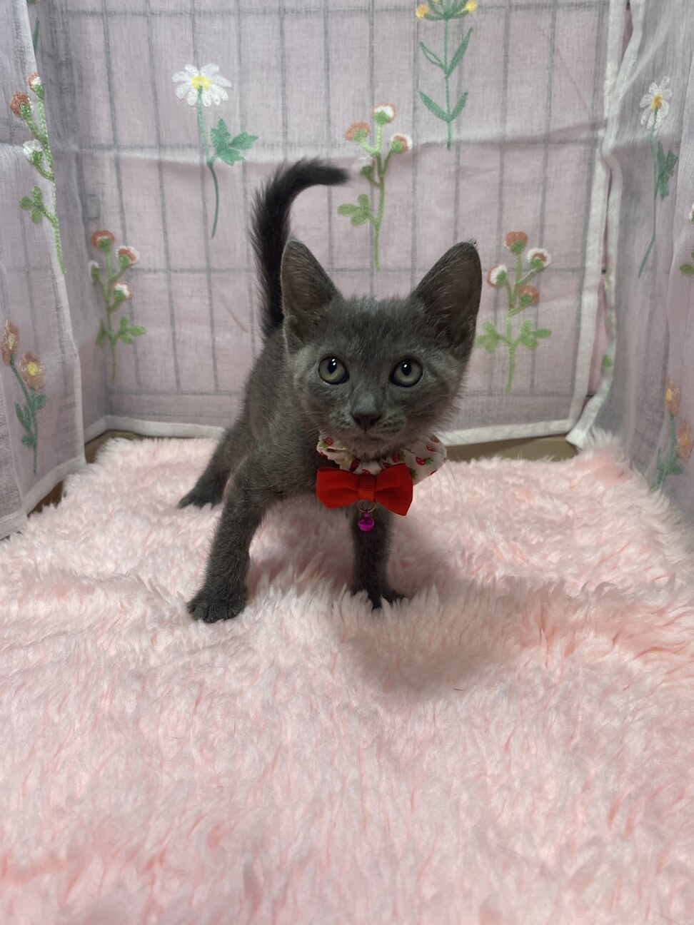 甘々３兄妹♫ロシアンブルー風のグレー きなこちゃん サムネイル4