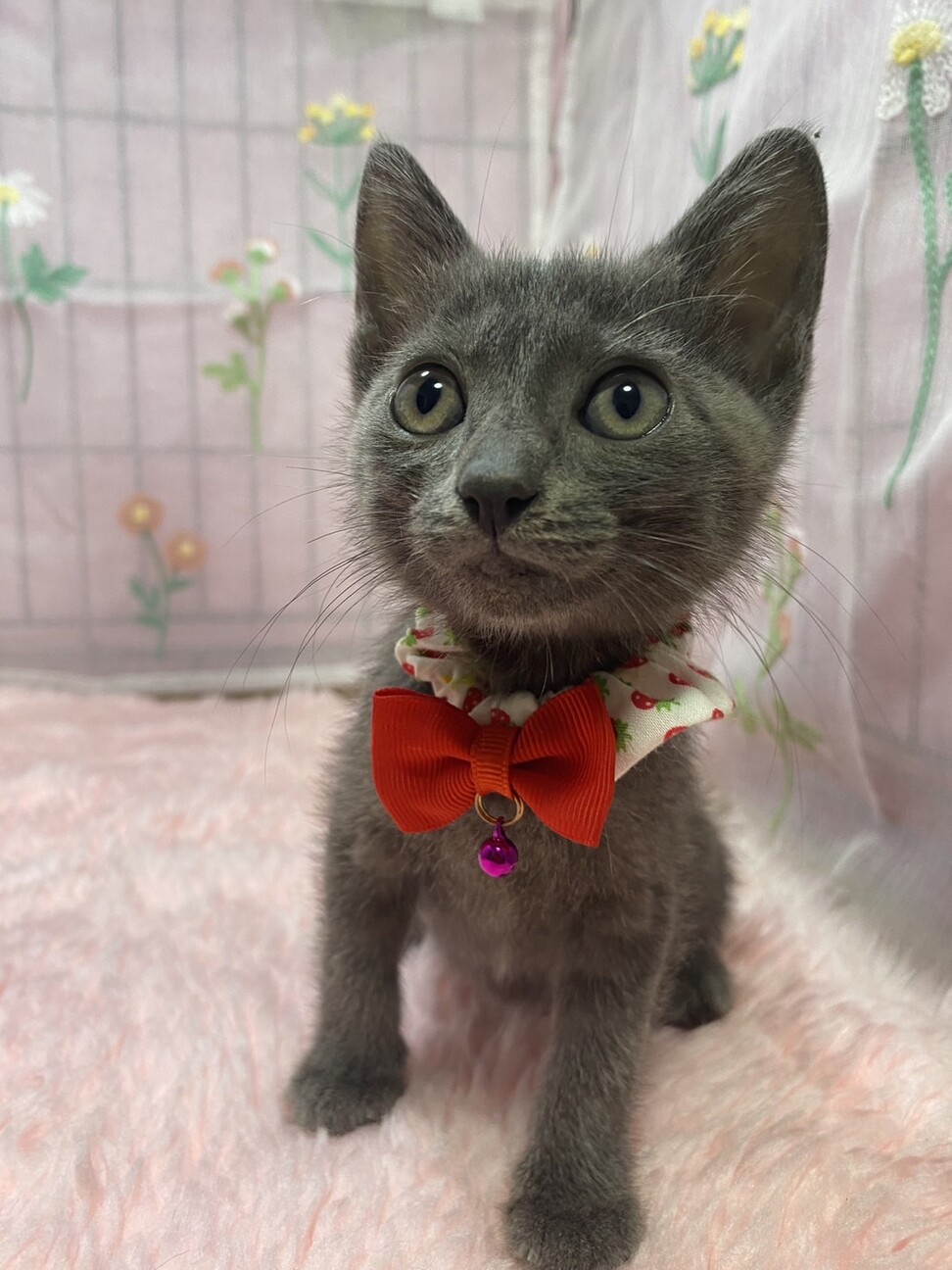 甘々３兄妹♫ロシアンブルー風のグレー きなこちゃん サムネイル5