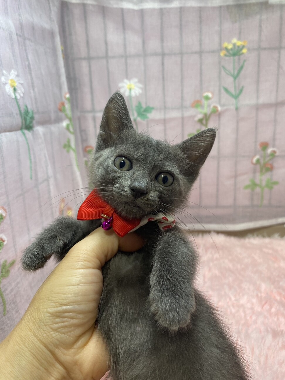 甘々３兄妹♫ロシアンブルー風のグレー きなこちゃん サムネイル6