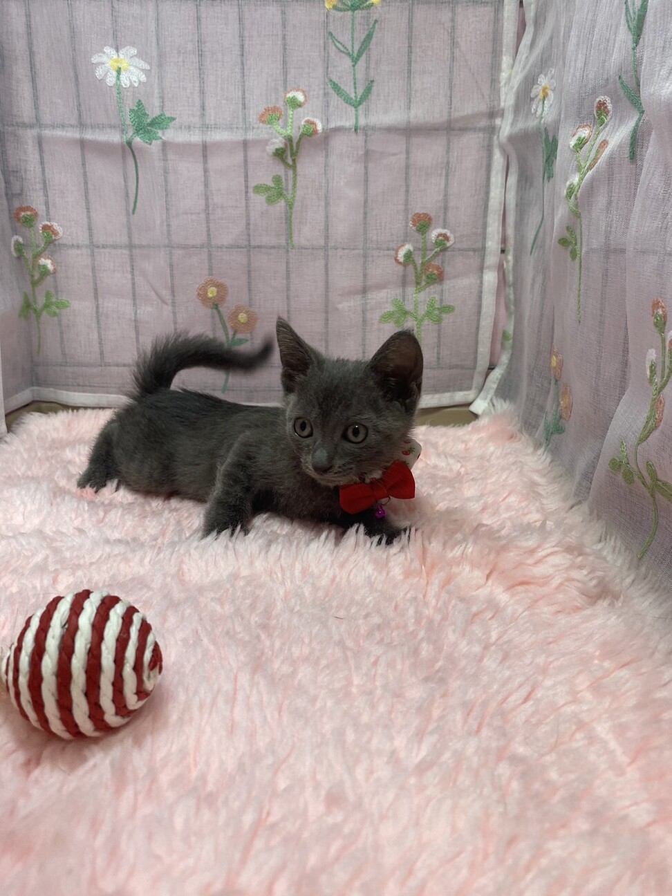 甘々３兄妹♫ロシアンブルー風のグレー きなこちゃん サムネイル7