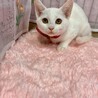 白猫軍団❤活発甘えん坊 お餅ちゃん ３ヶ月 サムネイル2