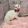 白猫軍団❤活発甘えん坊 お餅ちゃん ３ヶ月 サムネイル3