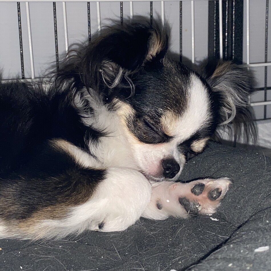 うたちゃんのカバー写真
