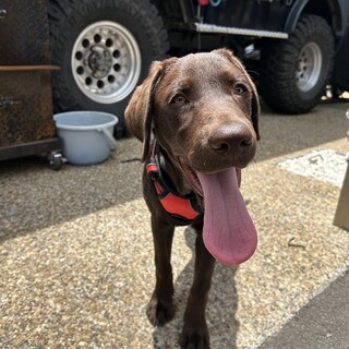 チョコラブラドール　５年12/30生　20キロ