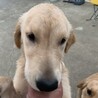 ゴールデンレトリバー女の子5ヶ月 サムネイル3