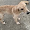 ゴールデンレトリバー女の子5ヶ月 サムネイル5