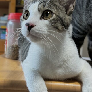 ミルクから育てた超甘えん坊キジ白男子