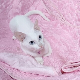 ❝ハンディなんか問題ないわ！不自由ないわょ❞