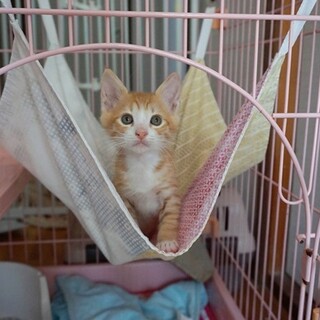 ８月２０日頃生まれ、小さな甘えん坊さん☆