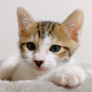 これでも男の子です えーたくん