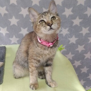 【10/6東銀座】らんちゃん★5ヵ月♪