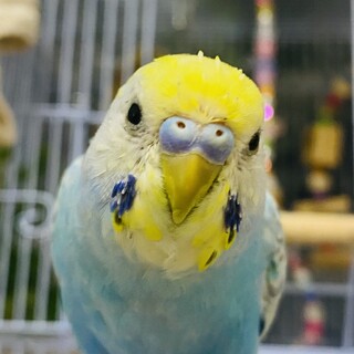 11ヶ月 セキセイインコ オス