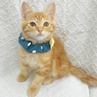 【10/6東銀座】はぴくん★2ヵ月半♪