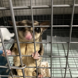 フクロモモンガ　雄