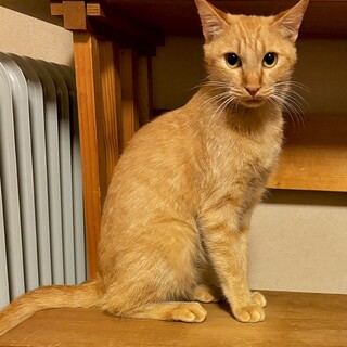 とっても優しくておとなしい茶トラくん（糸島市）