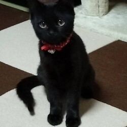 保護猫の譲渡会in小牧 サムネイル2