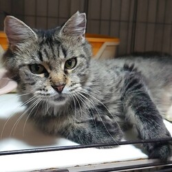 保護猫の譲渡会in小牧 サムネイル3