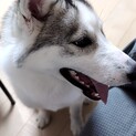 やんちゃ盛りのハスキー♀　ゆき